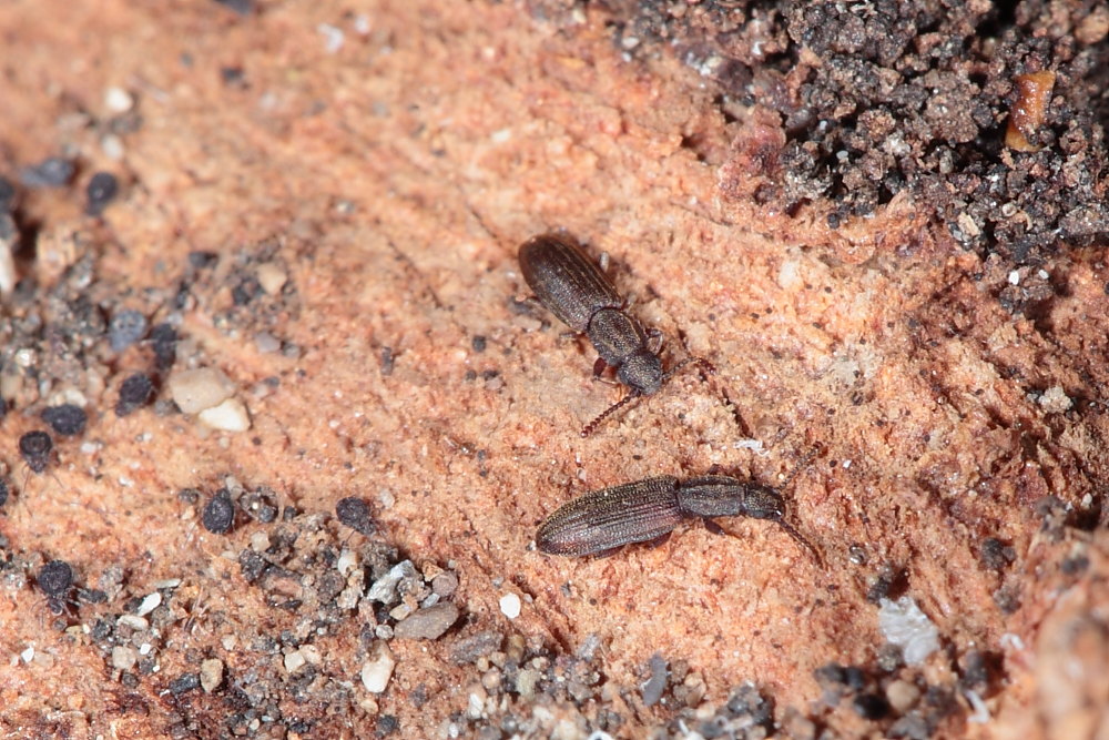 Oryzaephilus sp.